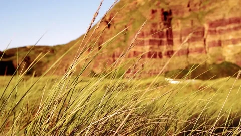 Spikes moving with the wind Vídeos de archivo 130575336