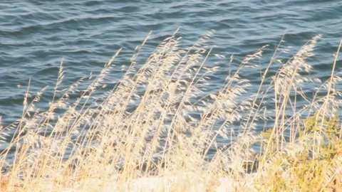 Spikes moving in the wind with sea background Stock Footage 90796096