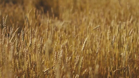 Spikes of ripe wheat at sunset Stock Footage 93903403