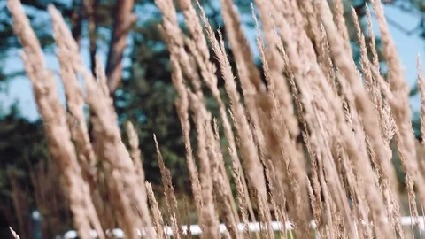 Spikes rustle in the wind against the background of pines Video stock 84265023