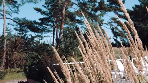 Spikes rustle in the wind against the background of pines Stock Footage 84265030