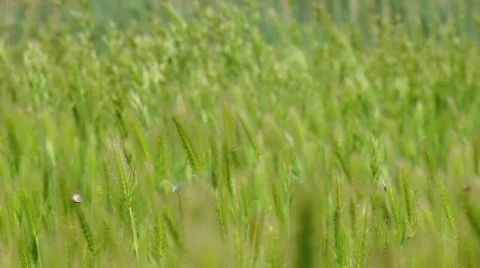 Spikes with snails Vidéo 701450