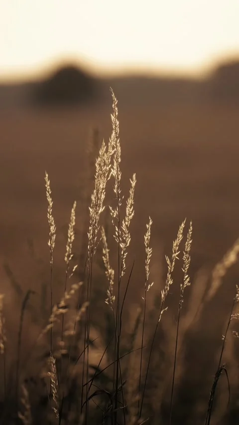 Spikes at sunset Stock Footage 310699707
