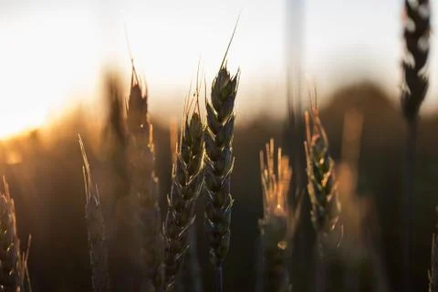 Spikes at sunset. Stock Photos