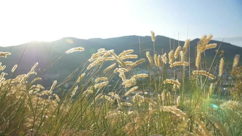 Spikes in the sunshine Stock Footage 99196678