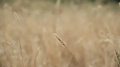 Spikes sway in the wind in the field. Stock Footage 62559500