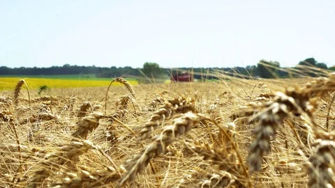Spikes of wheat close up Video stock 108555069