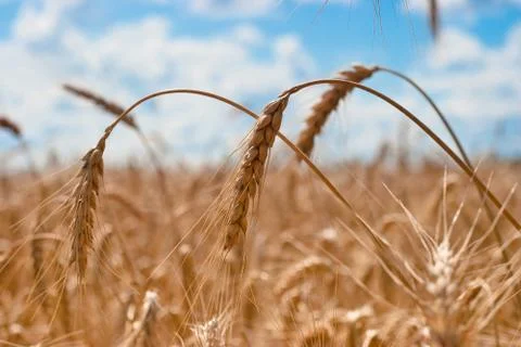 Spikes of wheat closeup Stock Photos