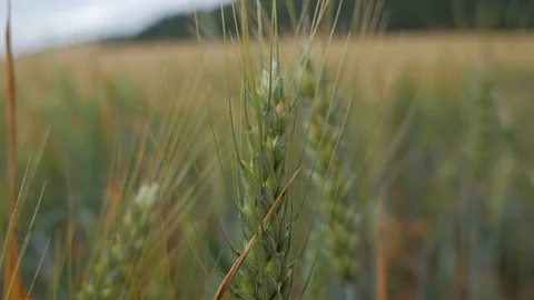 Spikes in the wheat field Stock Footage 94562313