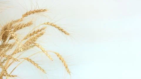 Spikes of wheat on the left of the frame. Stock Photos