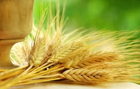Spikes of wheat Stock Photos