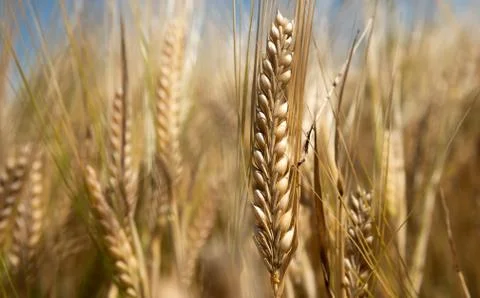 Spikes of wheat Stock Photos