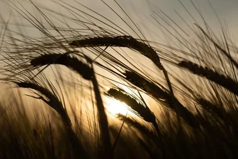 Spikes of wheat Stock Photos