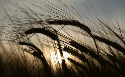 Spikes of wheat Stock Photos