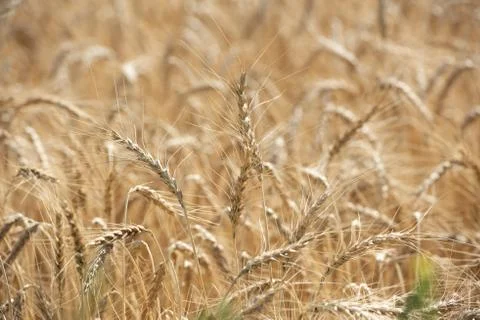 Spikes of wheat Stock Photos