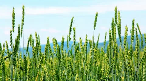 Spikes of wheat rustling in the wind. Stock Footage