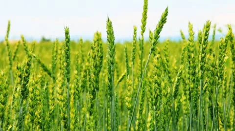 Spikes of wheat rustling in the wind. 库存影片 10822588