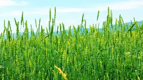 Spikes of wheat rustling in the wind. 库存影片 10822593