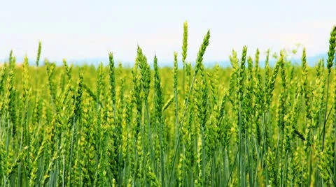 Spikes of wheat rustling in the wind. 库存影片 10822724