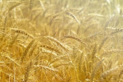 Spikes wheat yellow Stock Photos