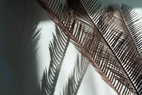 Spikes on a white background Stock Photos