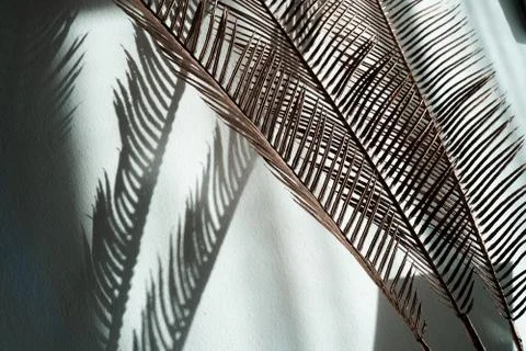 Spikes on a white background Stock Photos