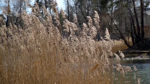 Spikes in the wind blue sky Stock Footage 127197535