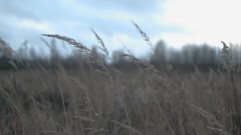 Spikes in a wind, cine view Stock Footage 123362074
