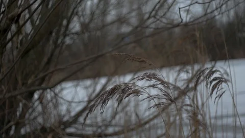 Spikes in a wind,on the shore Stock Footage 123362382
