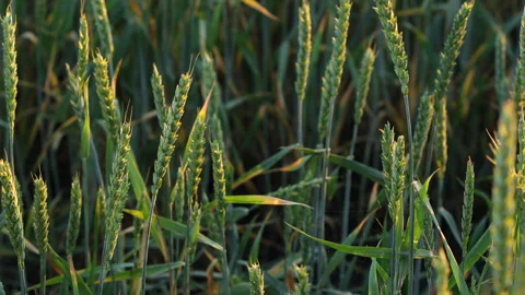 Spikes of Young Green Wheat Stock Footage 244956546