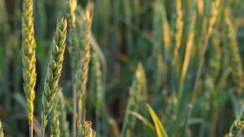Spikes of Young Green Wheat Stock Footage 244963100