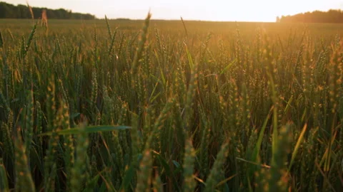 Spikes of Young Green Wheat Stock Footage 295301007