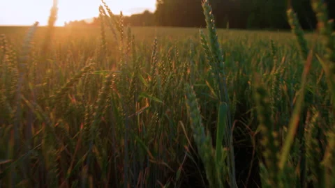 Spikes of Young Green Wheat Stock Footage 295303382