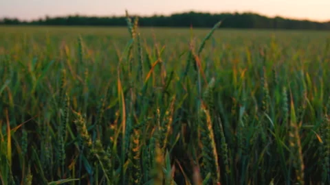 Spikes of Young Green Wheat Stock Footage 295303682