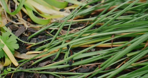 Spikey Bug Crawling Stock Footage 329136822