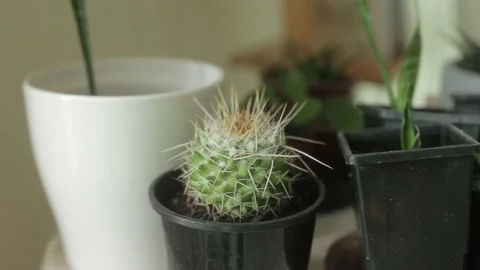 Spikey cactus in pot Stock Footage 157080864