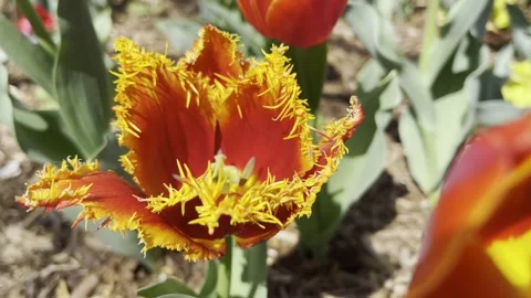 Spikey Orange Tulip at Easter in Oklahoma Video stock 268443524