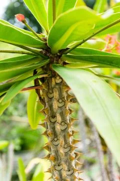 Spikey palm tree close up strunk shoot with green leaf Stock Photos