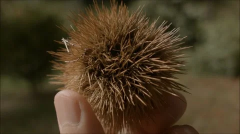 Spikey seed or fruit held fingers Vidéo 68417757