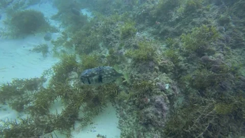 Spikey Striped Puffer Fish Video stock 147060227