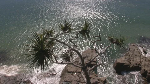 Spikey tree ocean background 스톡 동영상 3475888