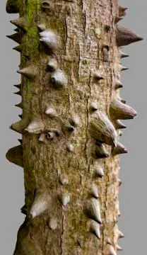 Spiky bark closeup Stock Photos