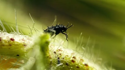 Spiky black insect moving along green plant stem Stock Footage 340776087