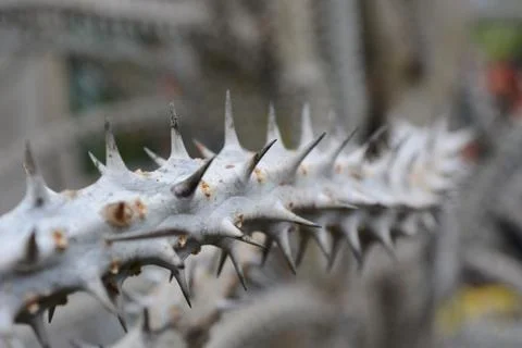 The Spiky Branch Stock Photos