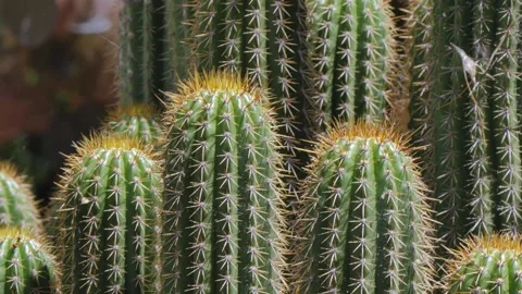 Spiky cacti outdoor with spiderweb Stock Footage 337875909