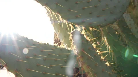 Spiky Cactus Pappy and Harriets Stock Footage 289874878