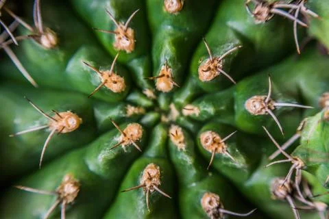 Spiky cactus Stock Photos