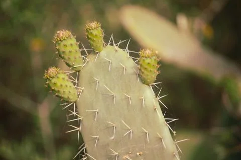 Spiky Cactus Stock Photos