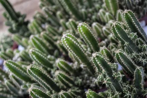 Spiky cactus Stock Photos