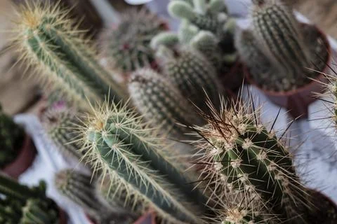 Spiky cactus Stockfoto's